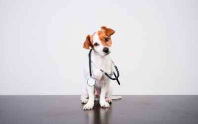 Melhores estratégias de marketing digital para clínicas veterinárias